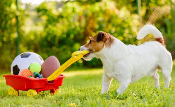 Pet Care Collection | Essential Pet Care Products | PetLuxx