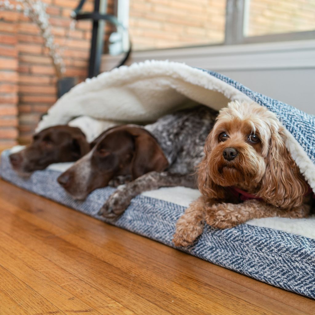 Luxury Comfort Collection| Stylish Pet Essentials | PetLuxx