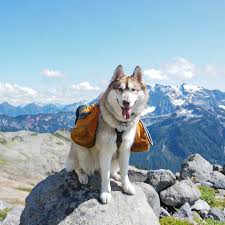 Adventure Collection for Pets | Outdoor & Travel Pet Gear | PetLuxx