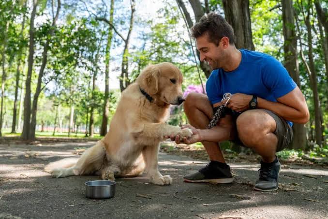 Smart Walking Essentials | Premium Dog Walking Gear & Accessories